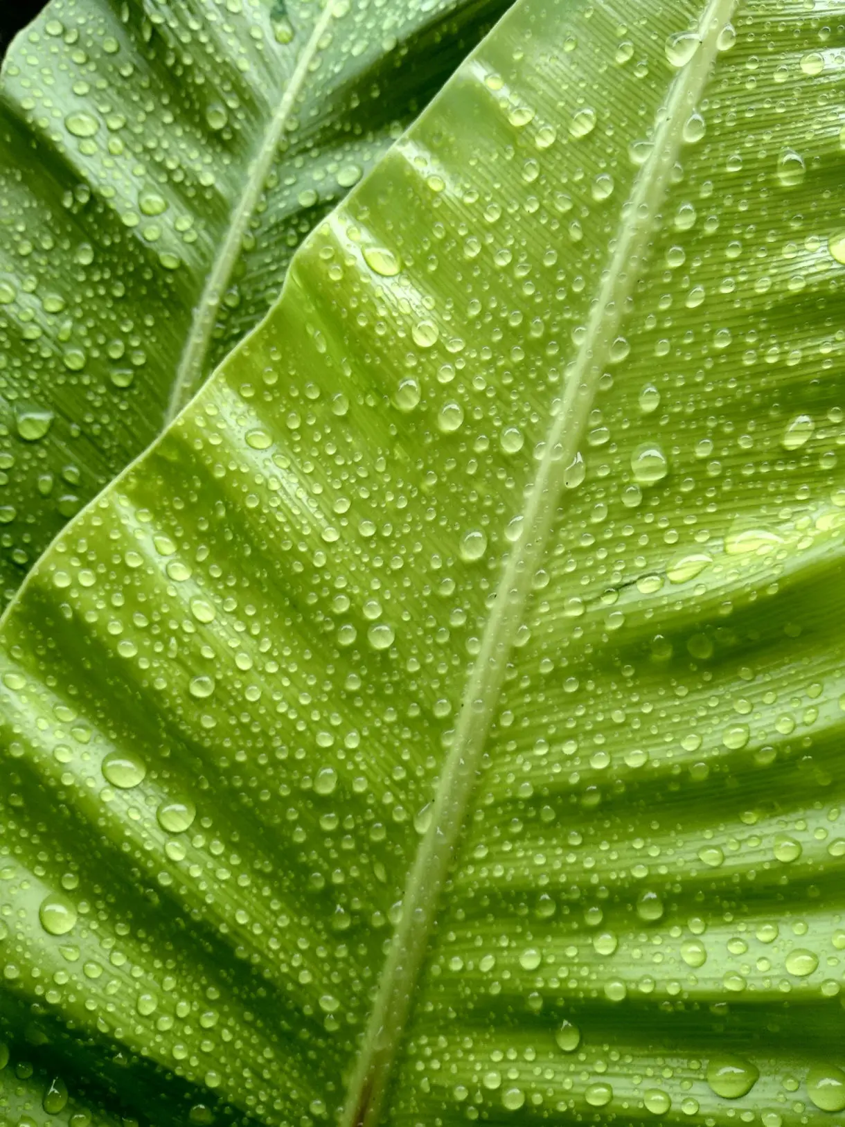 Grünes Blatt mit Wassertropfen